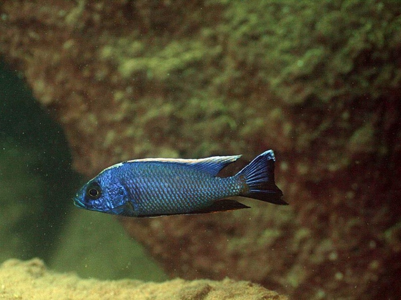 Otopharynx lithobates 'Zimbawe Rock'